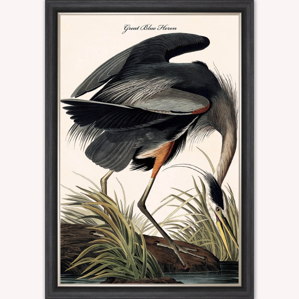 Luxury Velvet Art Print - Vintage Birds -Blue Heron Framed Wall Art