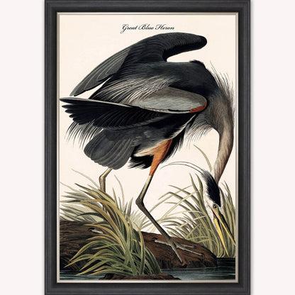 Luxury Velvet Art Print - Vintage Birds -Blue Heron Framed Wall Art