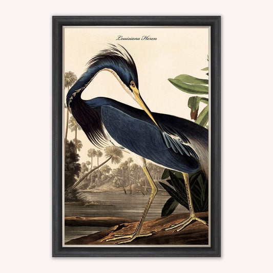 Luxury Velvet Art Print - Vintage Birds - Louisiana Heron Framed Wall Art
