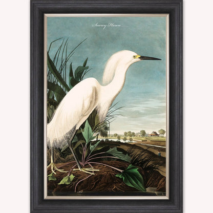 Luxury Velvet Art Print - Vintage Birds - Snowy Heron Framed Wall Art