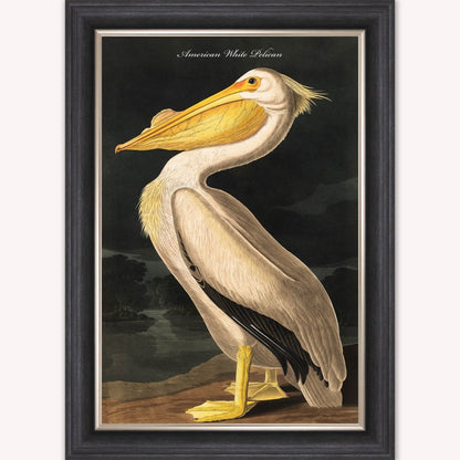 Luxury Velvet Art Print - Vintage Birds - White Pelican Framed Wall Art