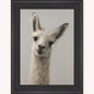 Curious Llama Framed Wall Art