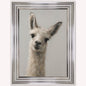 Curious Llama Framed Wall Art