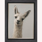 Curious Llama Framed Wall Art