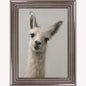 Curious Llama Framed Wall Art