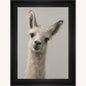 Curious Llama Framed Wall Art