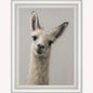 Curious Llama Framed Wall Art