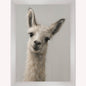 Curious Llama Framed Wall Art