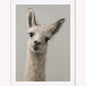 Curious Llama Framed Wall Art