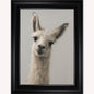Curious Llama Framed Wall Art