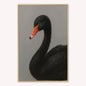 Curious Black Swan Velvet Canvas Art