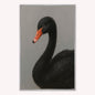 Curious Black Swan Velvet Canvas Art