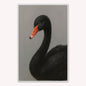Curious Black Swan Velvet Canvas Art