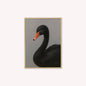 Curious Black Swan Velvet Canvas Art