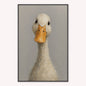 Curious Duck Colour Velvet Canvas Art
