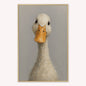 Curious Duck Colour Velvet Canvas Art