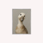 Curious Duck Grey Velvet Canvas Art