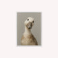 Curious Duck Grey Velvet Canvas Art