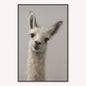 Curious Llama Velvet Canvas Art