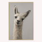 Curious Llama Velvet Canvas Art