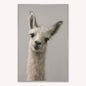 Curious Llama Velvet Canvas Art
