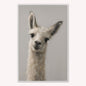 Curious Llama Velvet Canvas Art