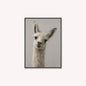 Curious Llama Velvet Canvas Art