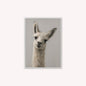 Curious Llama Velvet Canvas Art