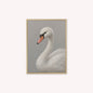 Curious White Swan Velvet Canvas Art