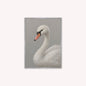 Curious White Swan Velvet Canvas Art