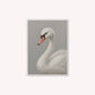 Curious White Swan Velvet Canvas Art