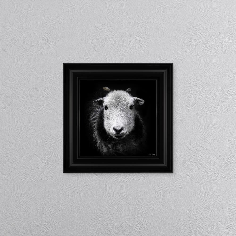 Sid The Sheep Framed Wall Art