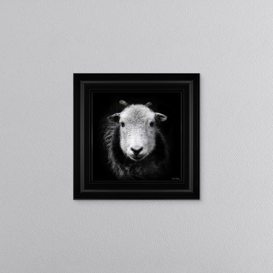 Sid The Sheep Framed Wall Art