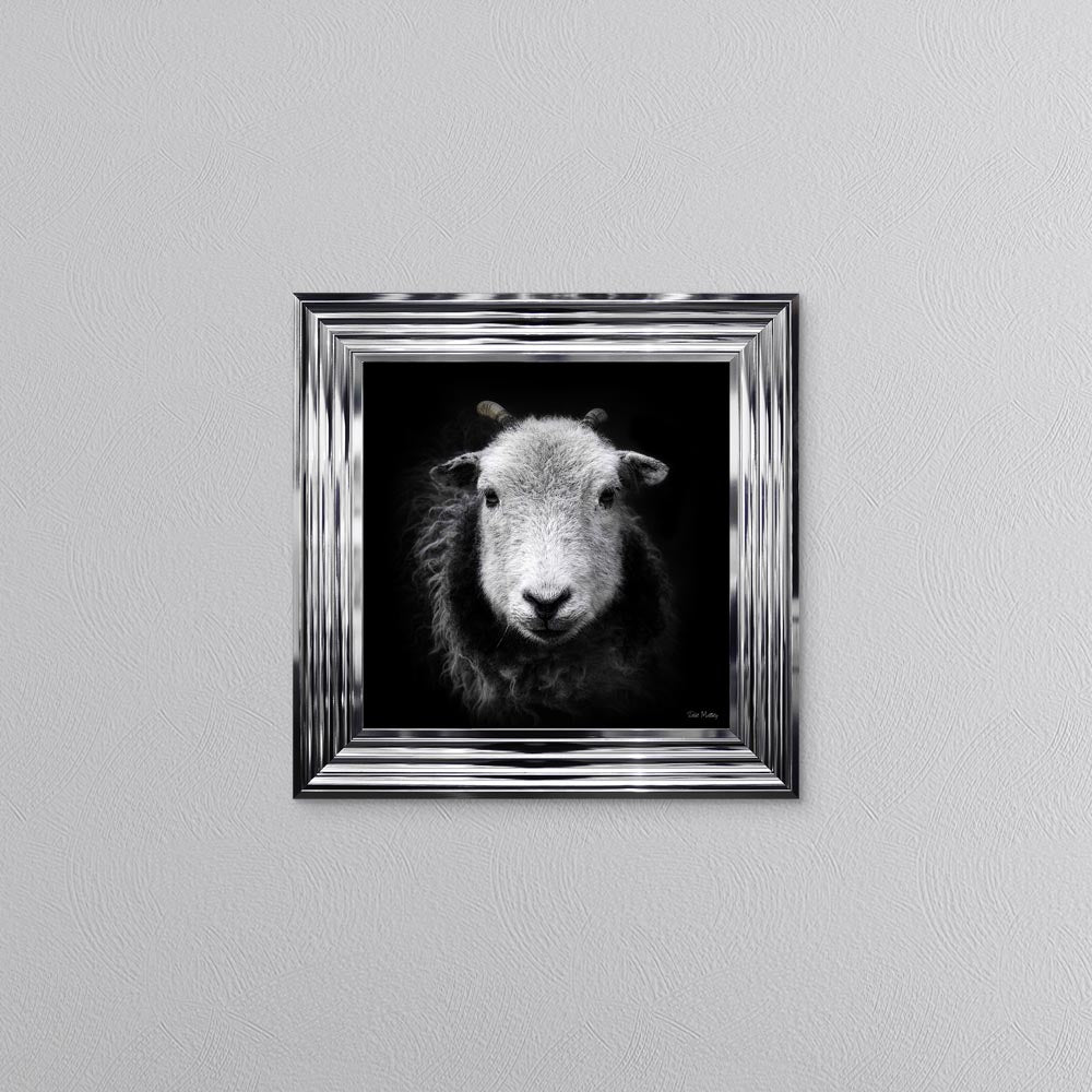 Sid The Sheep Framed Wall Art