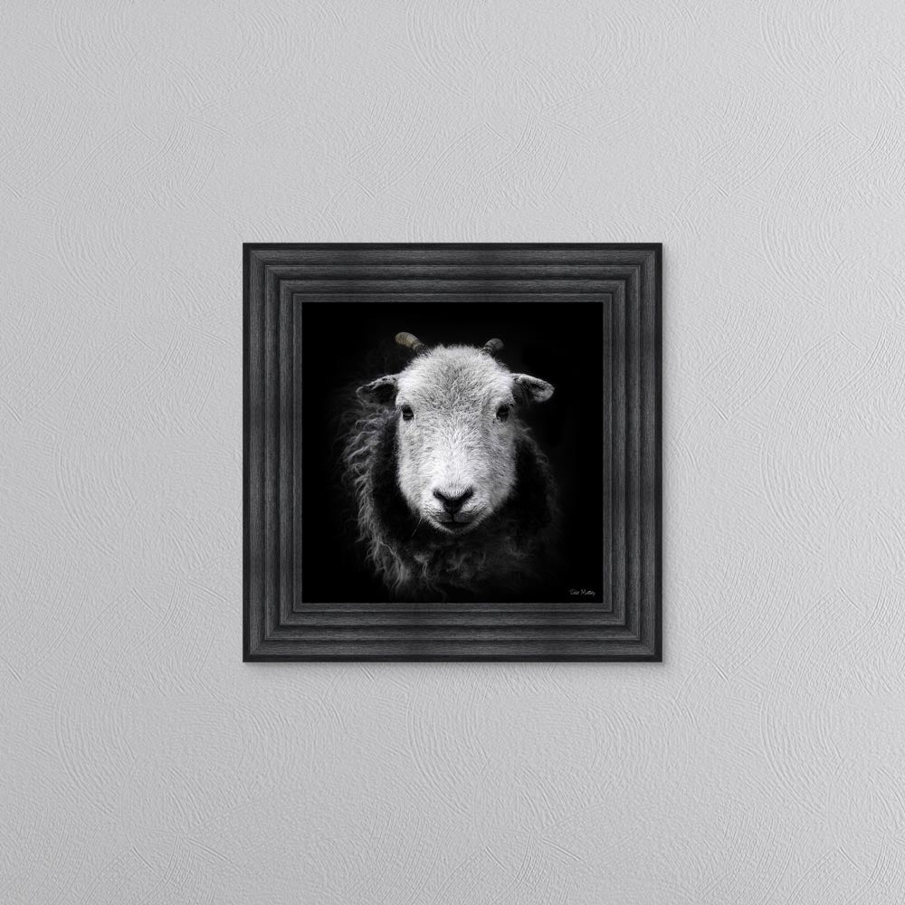 Sid The Sheep Framed Wall Art