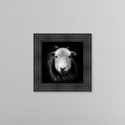 Sid The Sheep Framed Wall Art