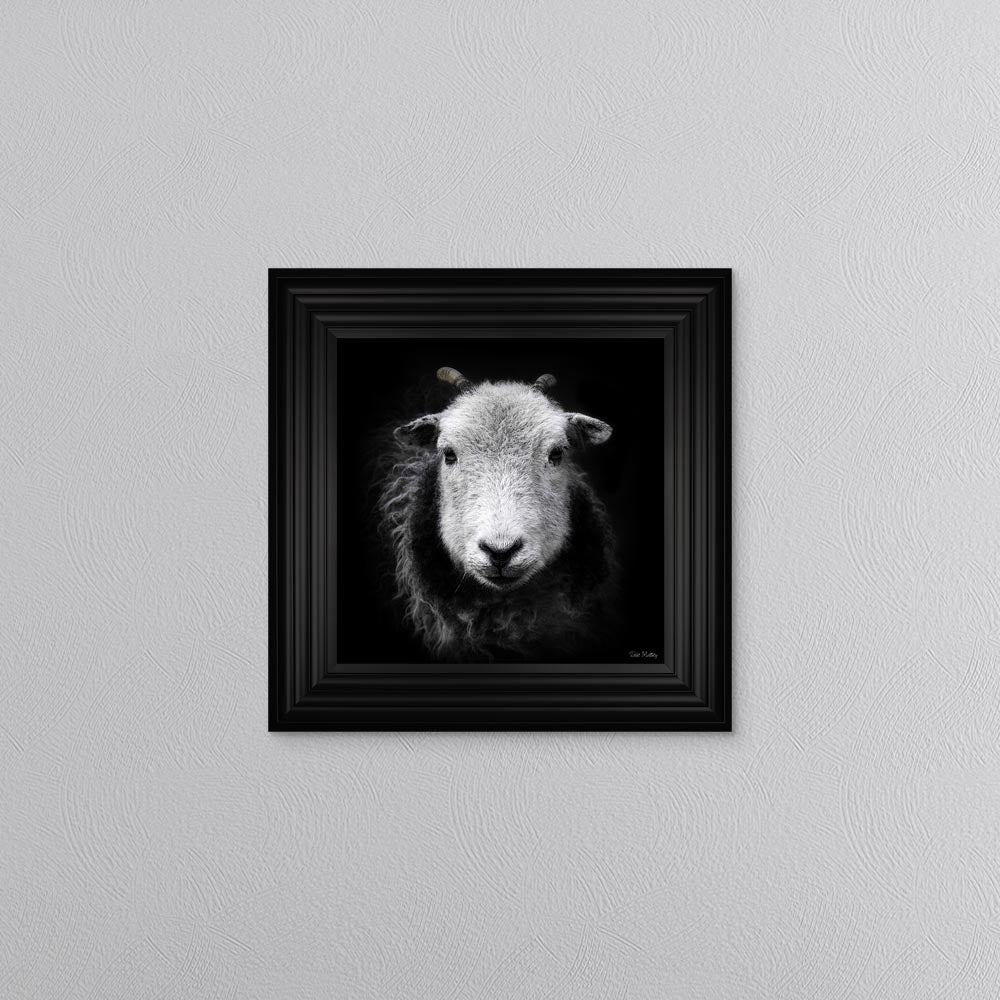 Sid The Sheep Framed Wall Art