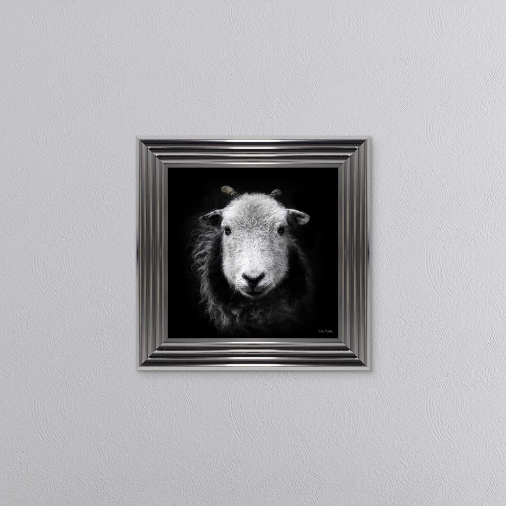 Sid The Sheep Framed Wall Art