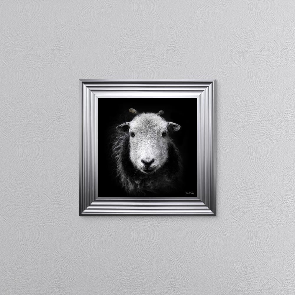 Sid The Sheep Framed Wall Art