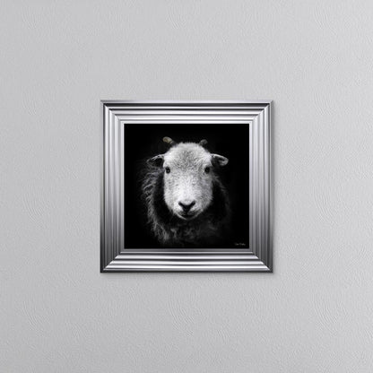 Sid The Sheep Framed Wall Art