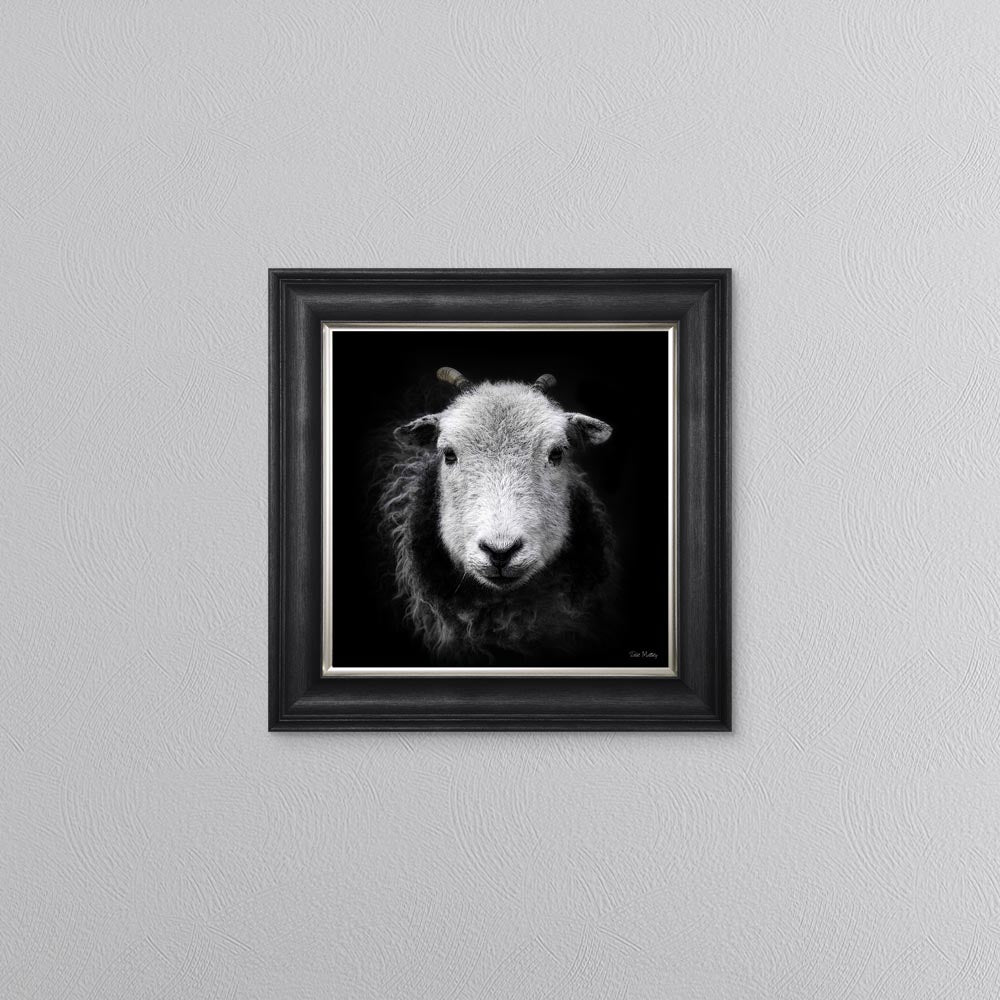 Sid The Sheep Framed Wall Art