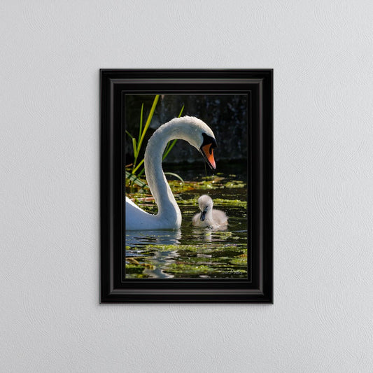 Swan And Cygnet Framed Wall Art