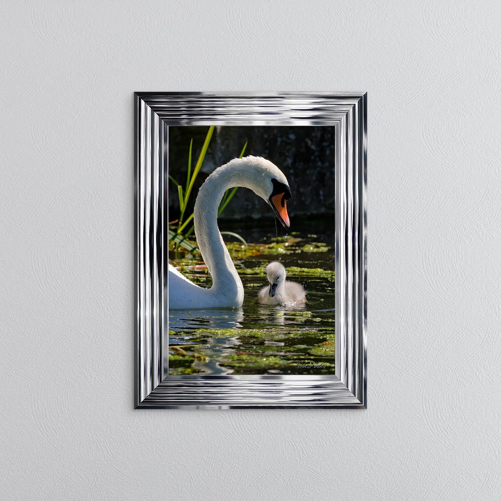 Swan And Cygnet Framed Wall Art