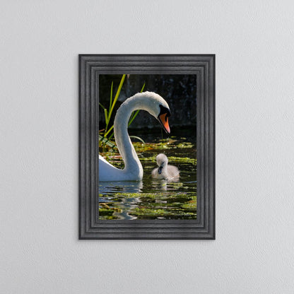 Swan And Cygnet Framed Wall Art