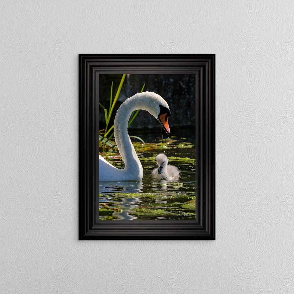 Swan And Cygnet Framed Wall Art