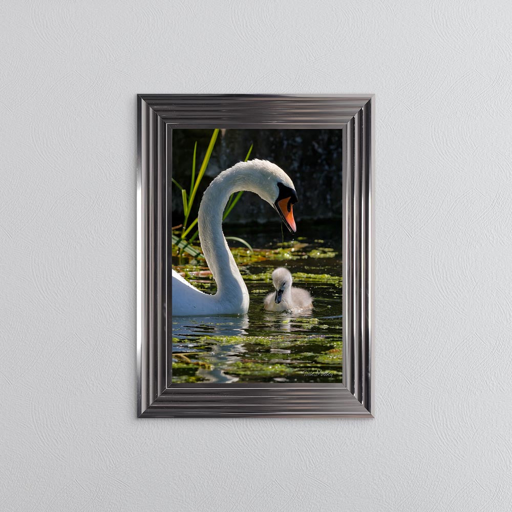 Swan And Cygnet Framed Wall Art