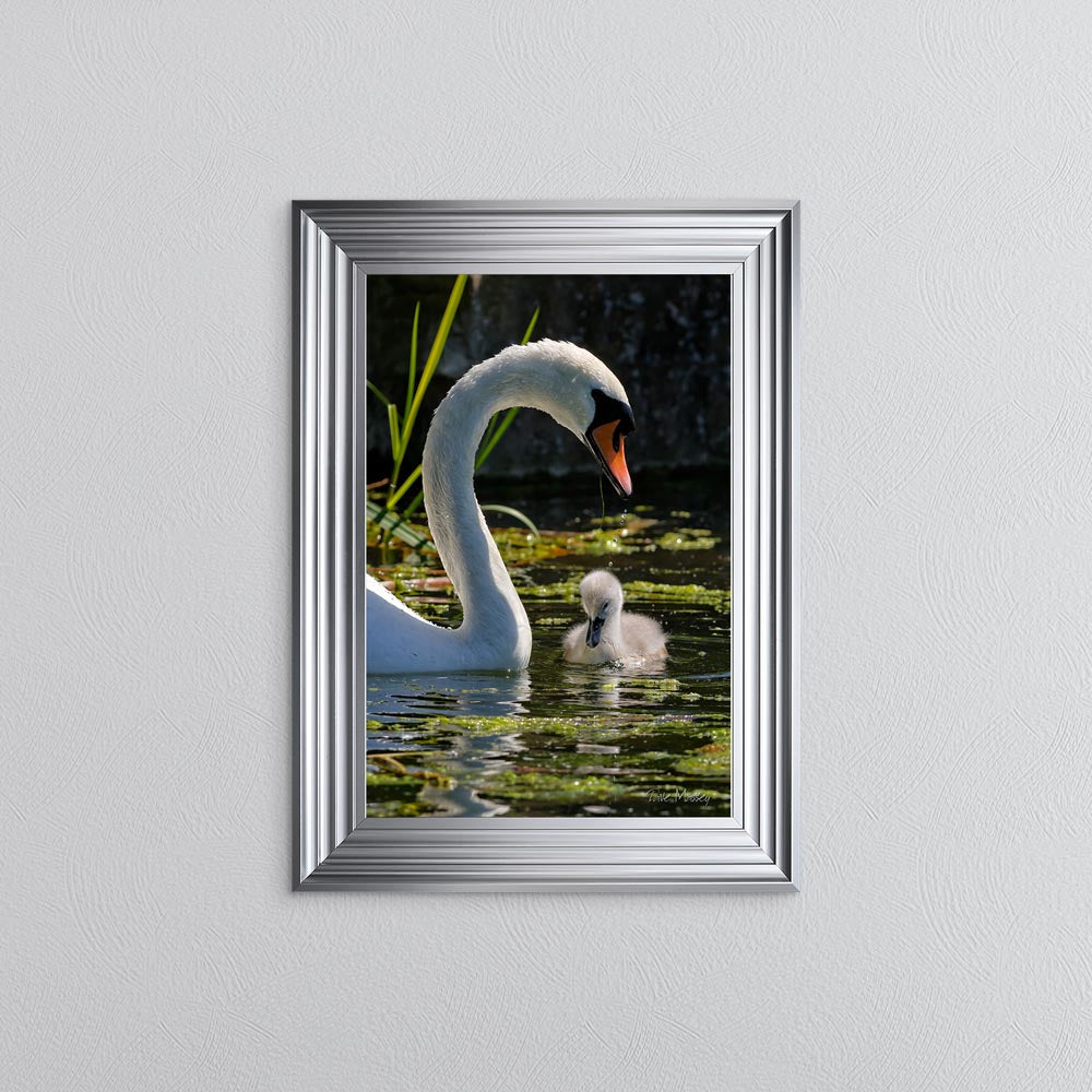 Swan And Cygnet Framed Wall Art