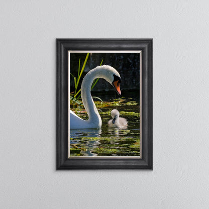 Swan And Cygnet Framed Wall Art