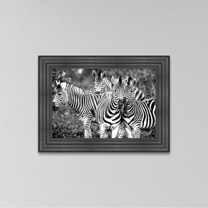 Zebras In The Wild Framed Wall Art