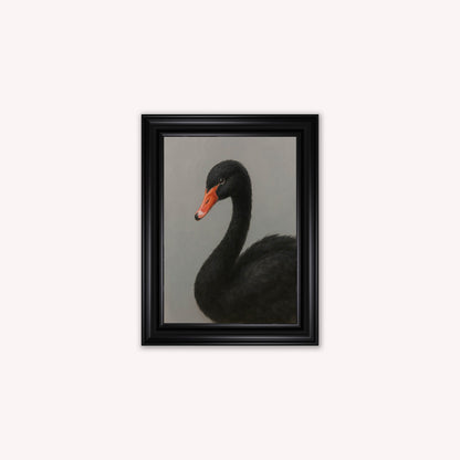 Curious Black Swan Framed Wall Art
